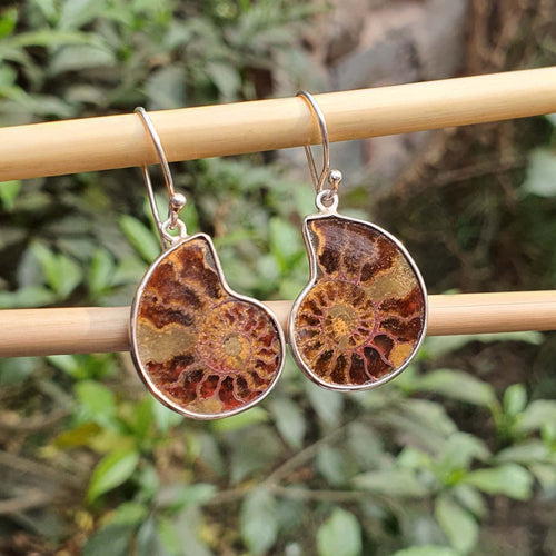 Ammonite fossil earrings on a wooden stick with a natural background